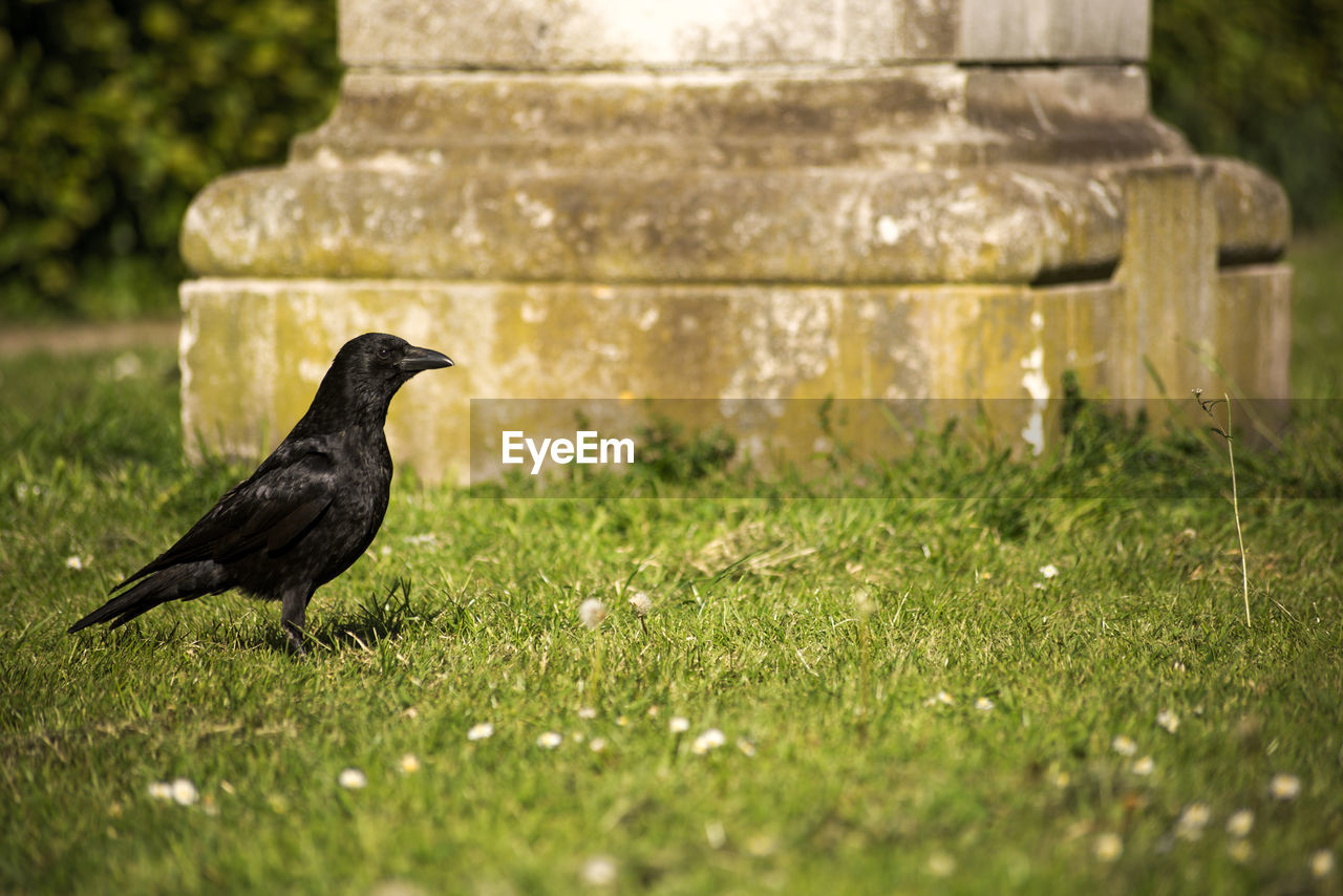 VIEW OF BIRD PERCHING ON GRASS