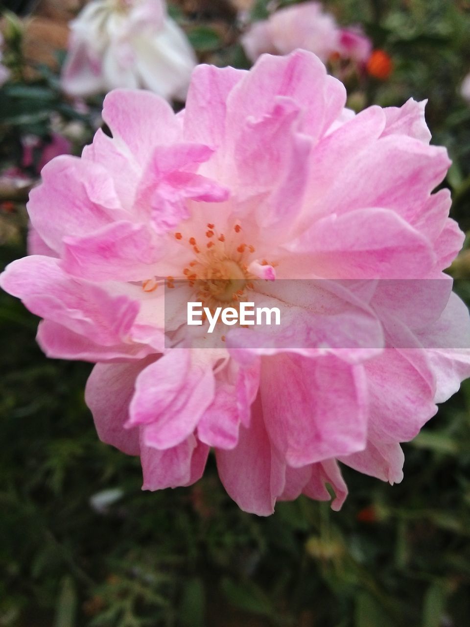 CLOSE UP OF PINK ROSE