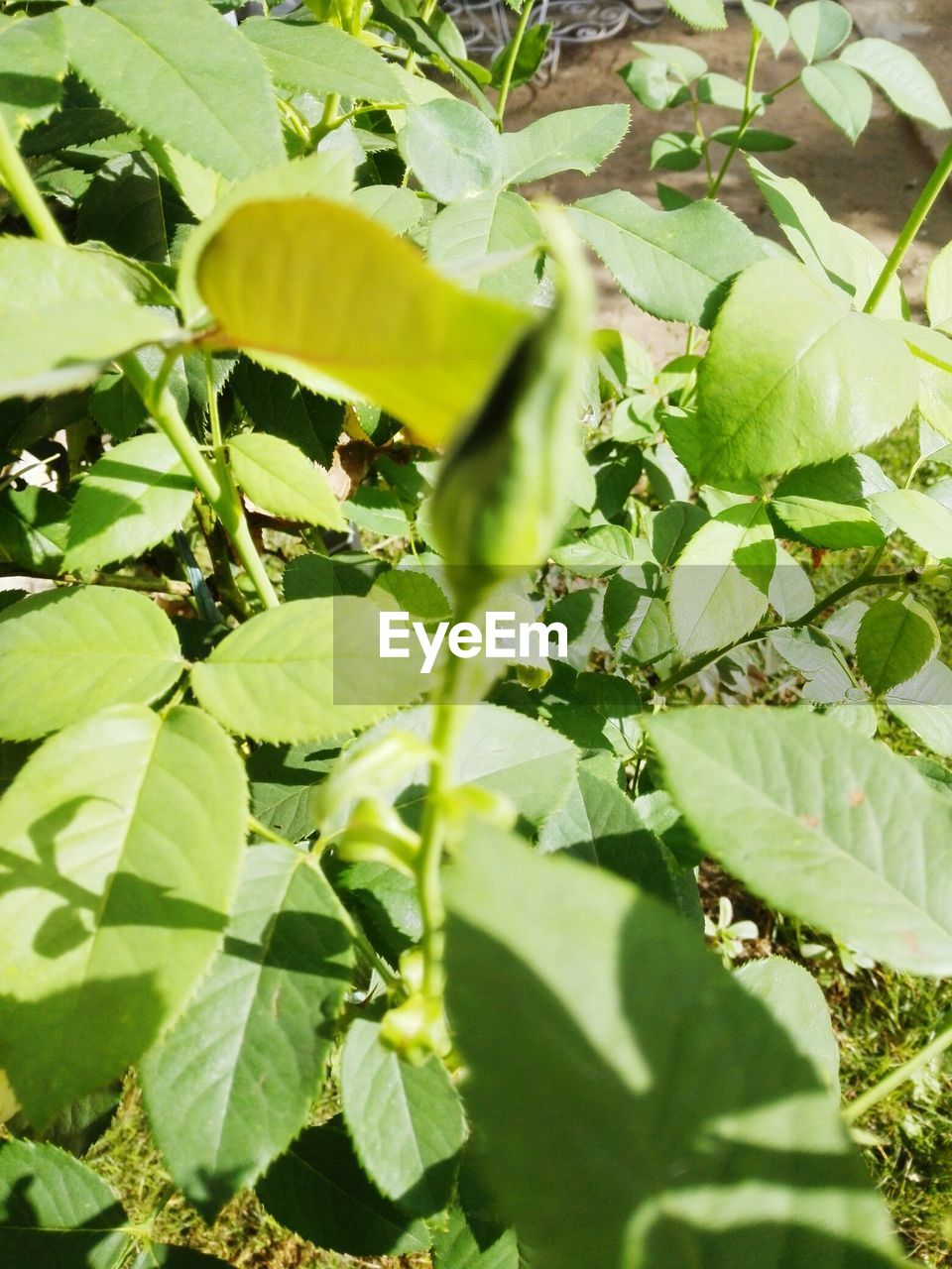 CLOSE-UP OF CATERPILLAR ON PLANT