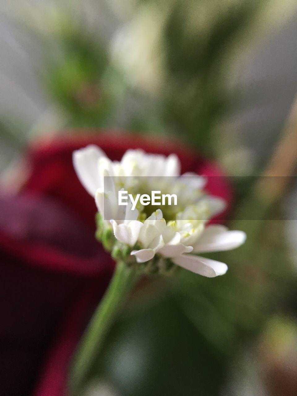 Close-up of white flower