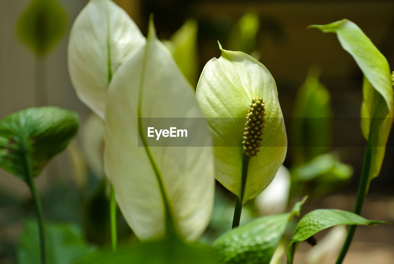 Close-up of plant