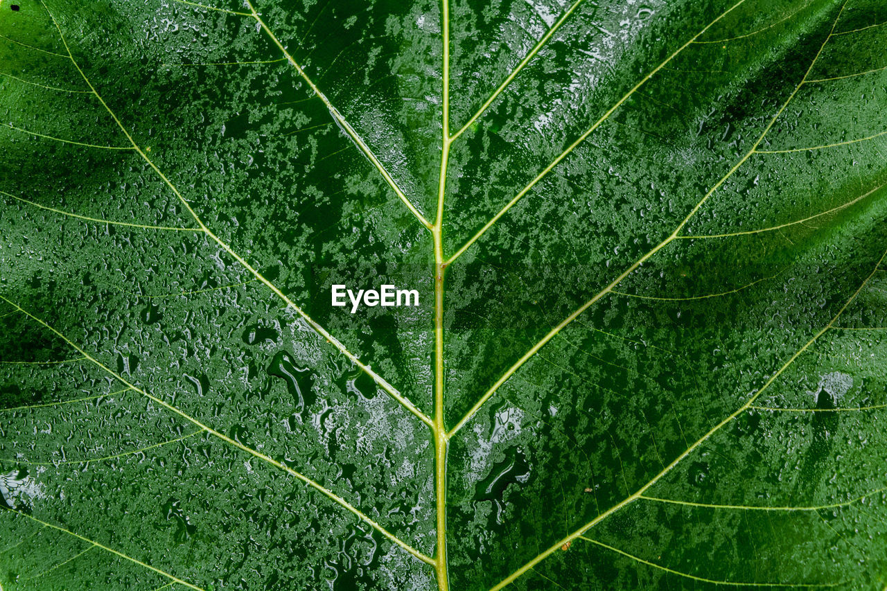 Full frame shot of wet green leaf