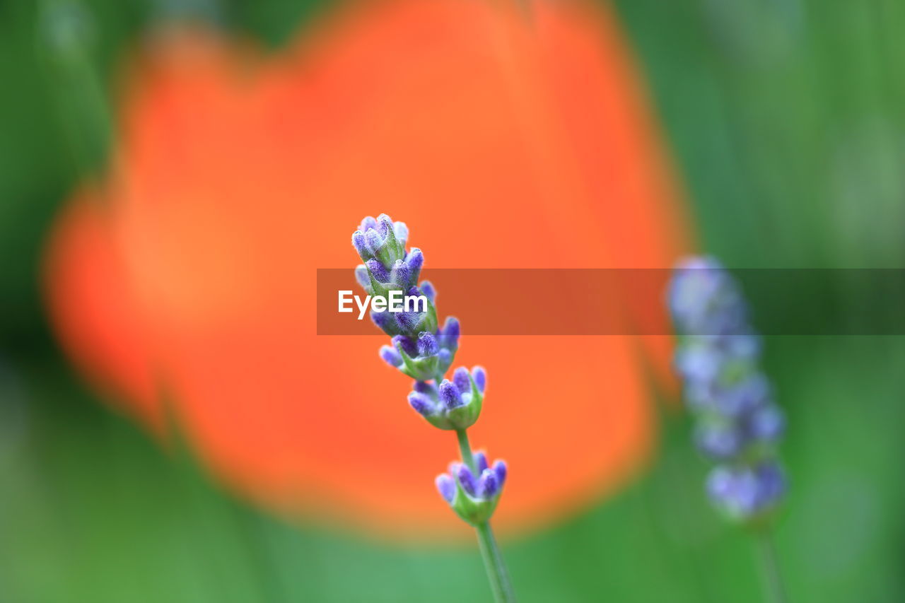 CLOSE-UP OF BLUE FLOWERING PLANT