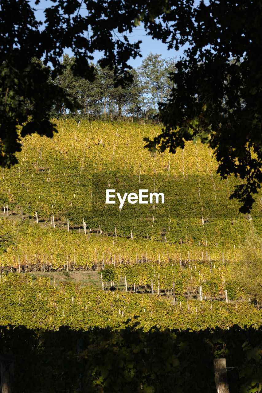 SCENIC VIEW OF FIELD