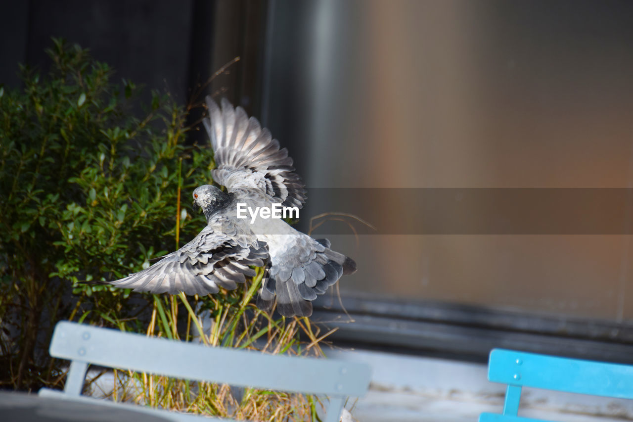 CLOSE-UP OF A BIRD FLYING OVER A RAILING