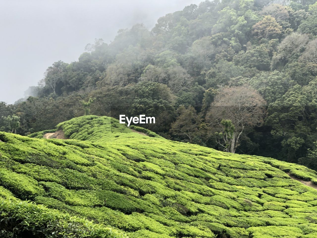 tea crop, environment, plant, land, landscape, green, mountain, scenics - nature, tree, plantation, crop, nature, vegetation, agriculture, social issues, growth, beauty in nature, forest, rural scene, field, foliage, lush foliage, darjeeling tea, tea, environmental conservation, fog, rural area, valley, travel, tranquility, hill station, flower, sky, highland, tropical tree, no people, tropical climate, assam tea, tourism, rainforest, tree area, outdoors, green tea, food and drink, jungle, travel destinations, plateau, farm, tranquil scene, high up, day, vacation, overcast, holiday, religion, cloud, morning