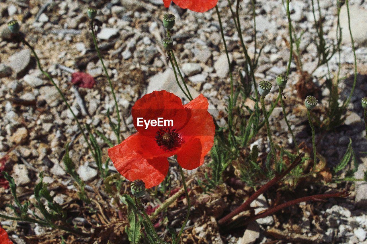 CLOSE-UP OF POPPY FLOWER