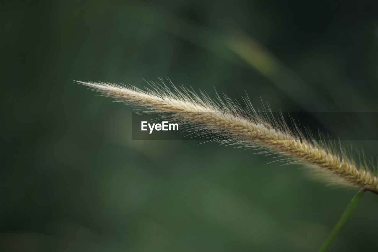 Close-up of dandelion on grass