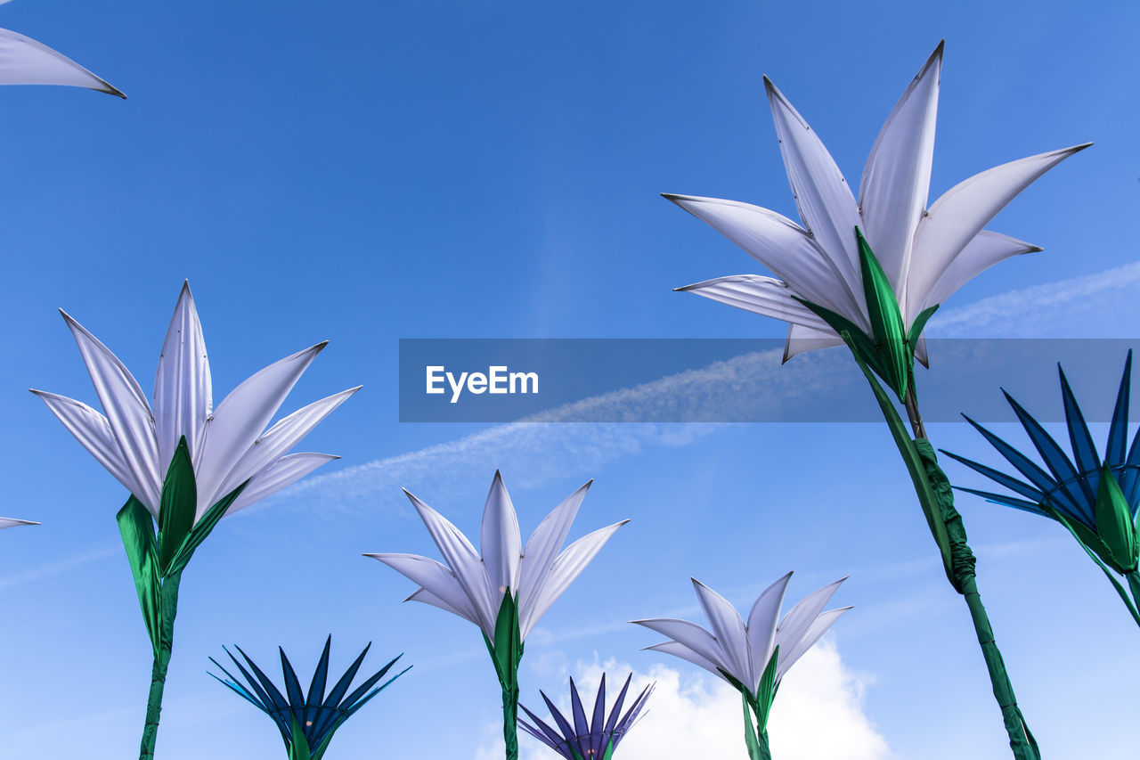 Low angle view of flowers against blue sky