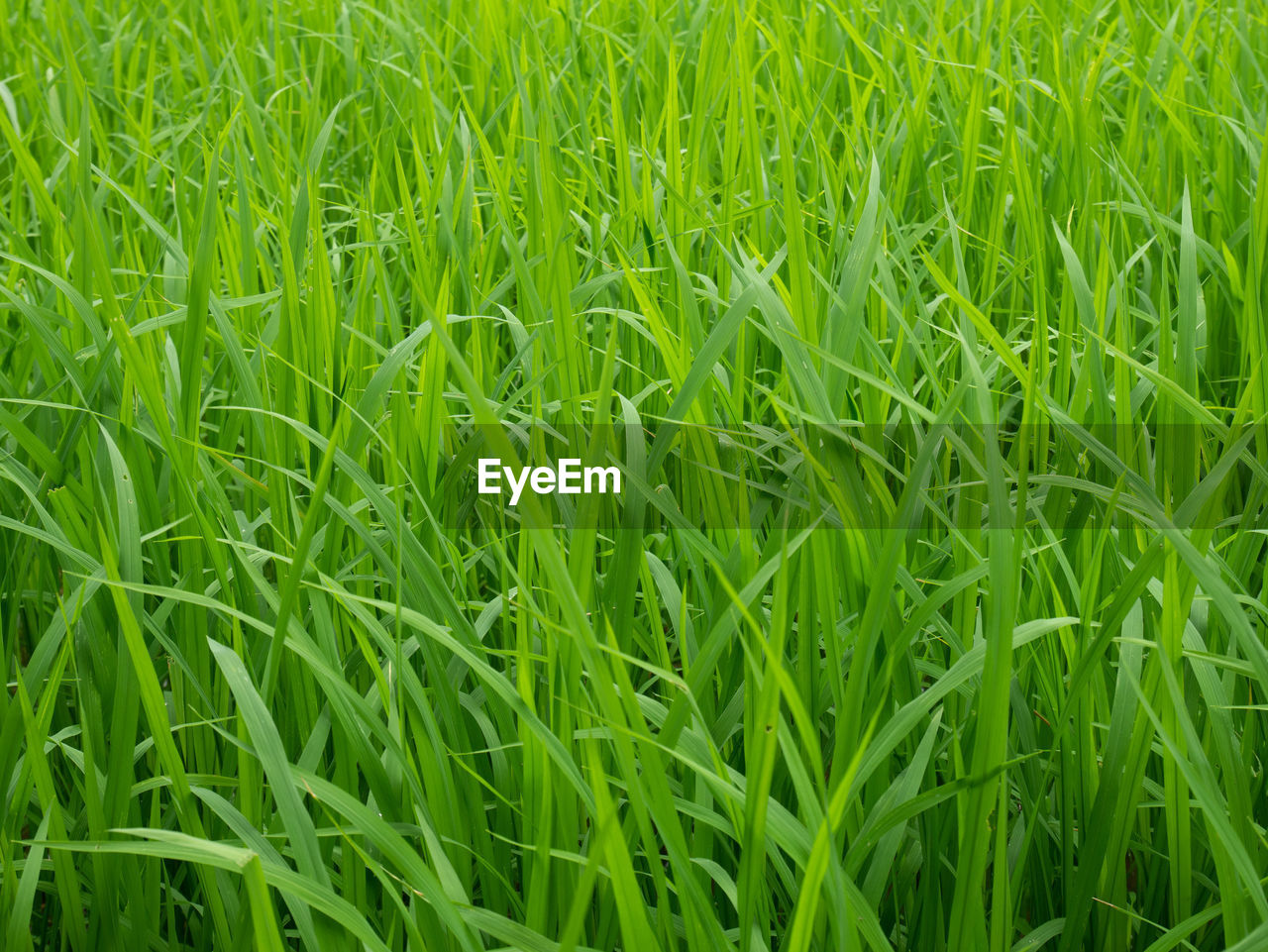 Full frame shot of corn field