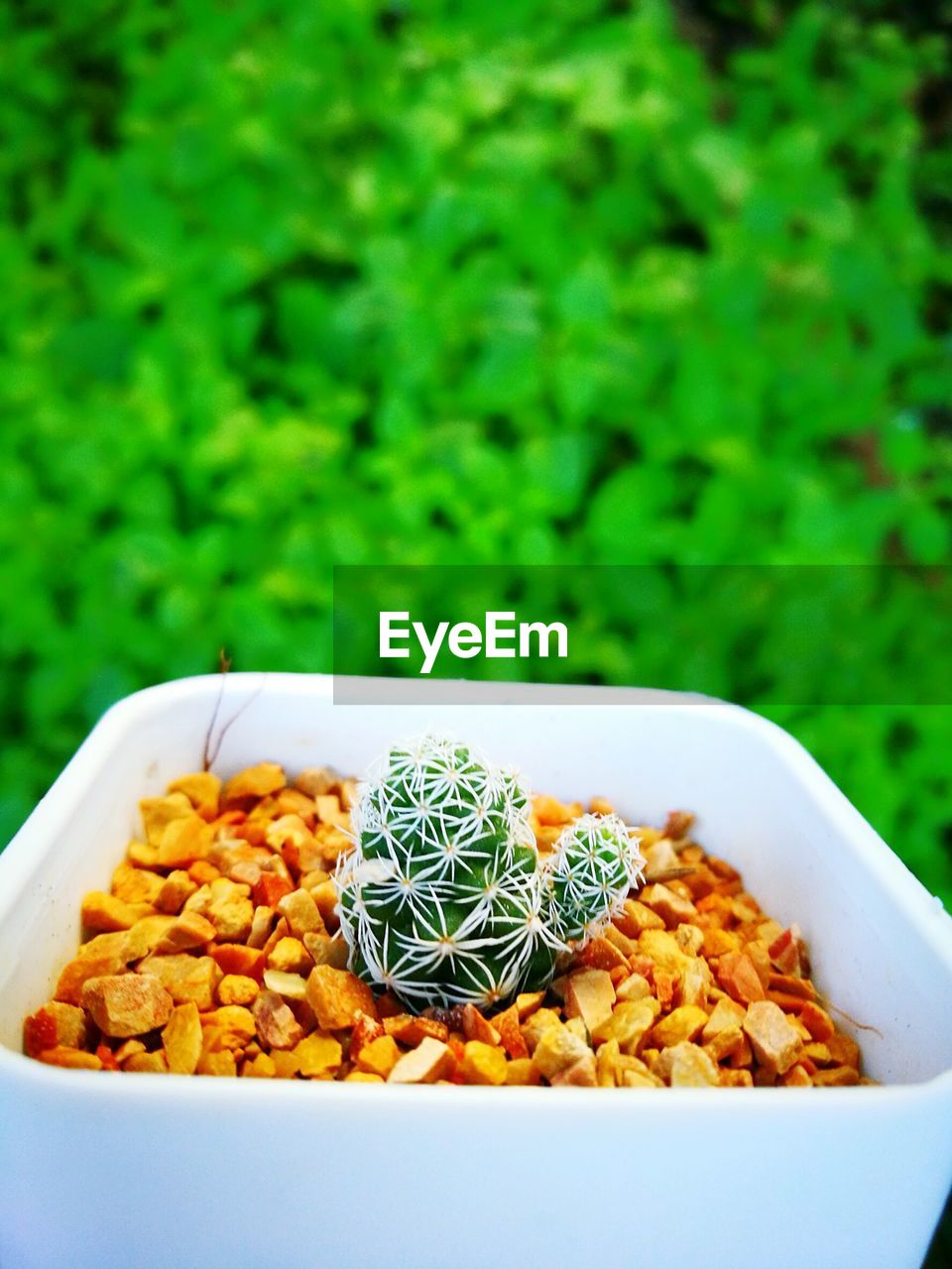 Close-up of potted cactus against plants