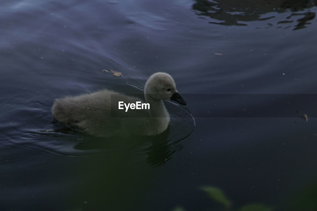 animal themes, wildlife, animal wildlife, animal, water, bird, swimming, lake, beak, one animal, ducks, geese and swans, nature, no people, swan, water bird, young animal, reflection, duck, young bird, day, outdoors, rippled, waterfront, high angle view, floating, wing, floating on water