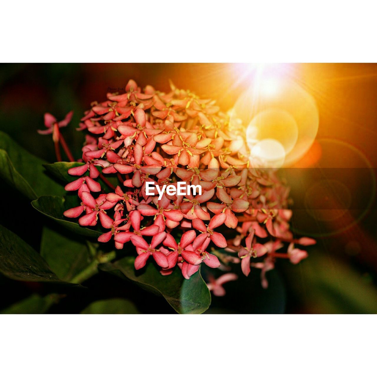 CLOSE-UP OF RED FLOWER PLANT