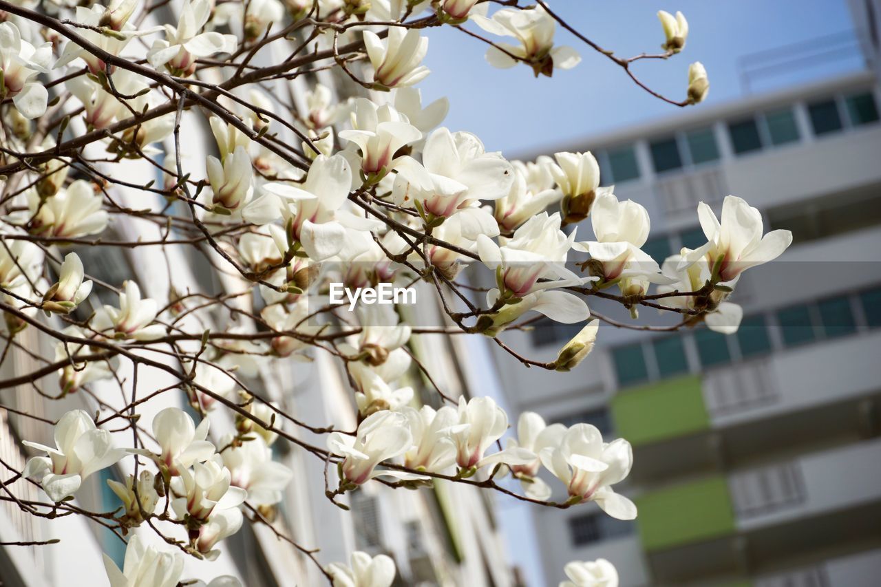 LOW ANGLE VIEW OF WHITE CHERRY BLOSSOM