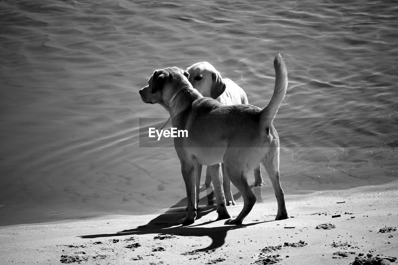 Dogs standing at beach