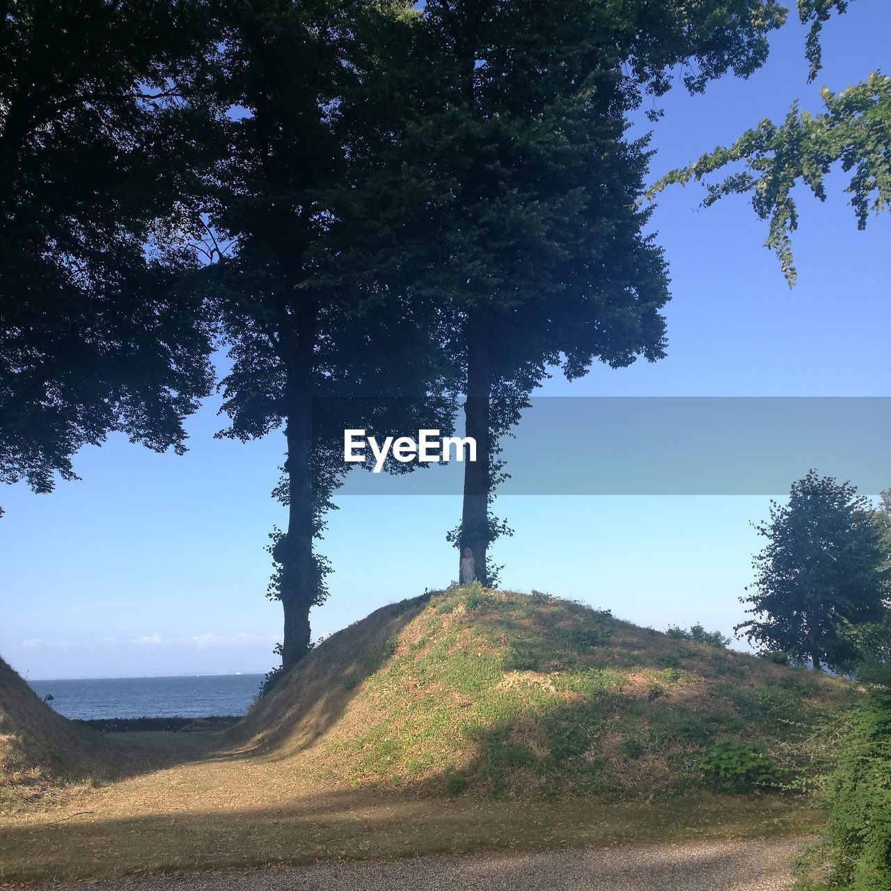 SCENIC VIEW OF TREES AGAINST SKY