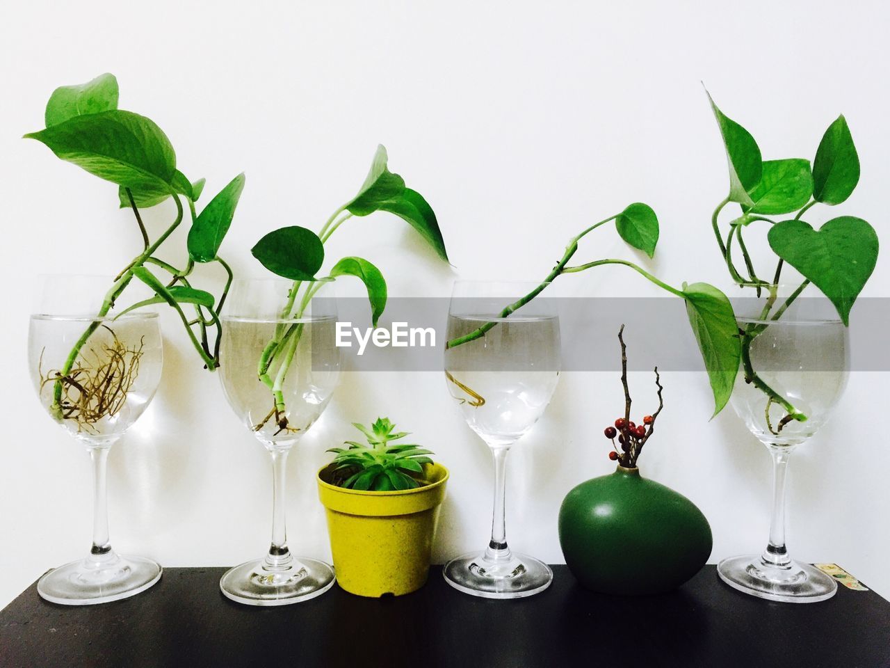 Close-up of potted plants on table against wall