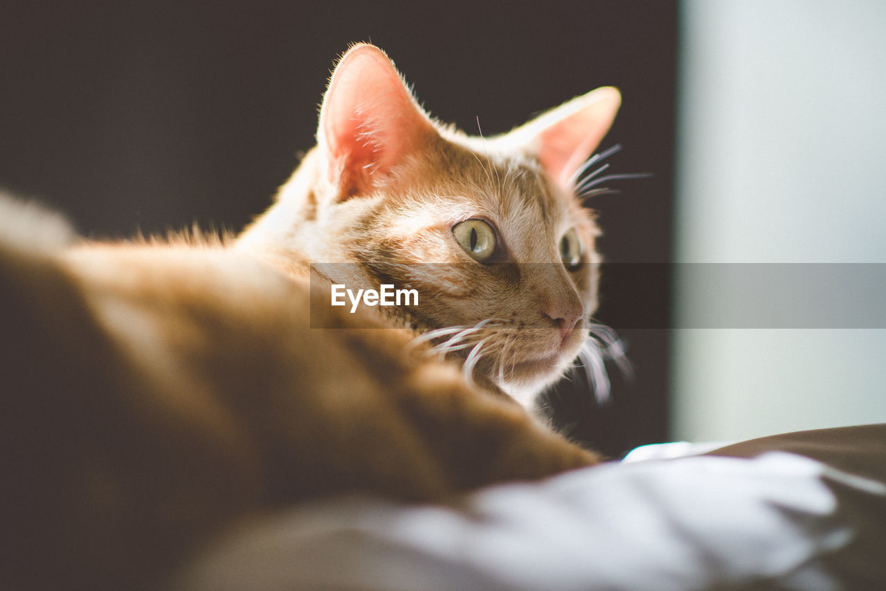 Close-up of cat