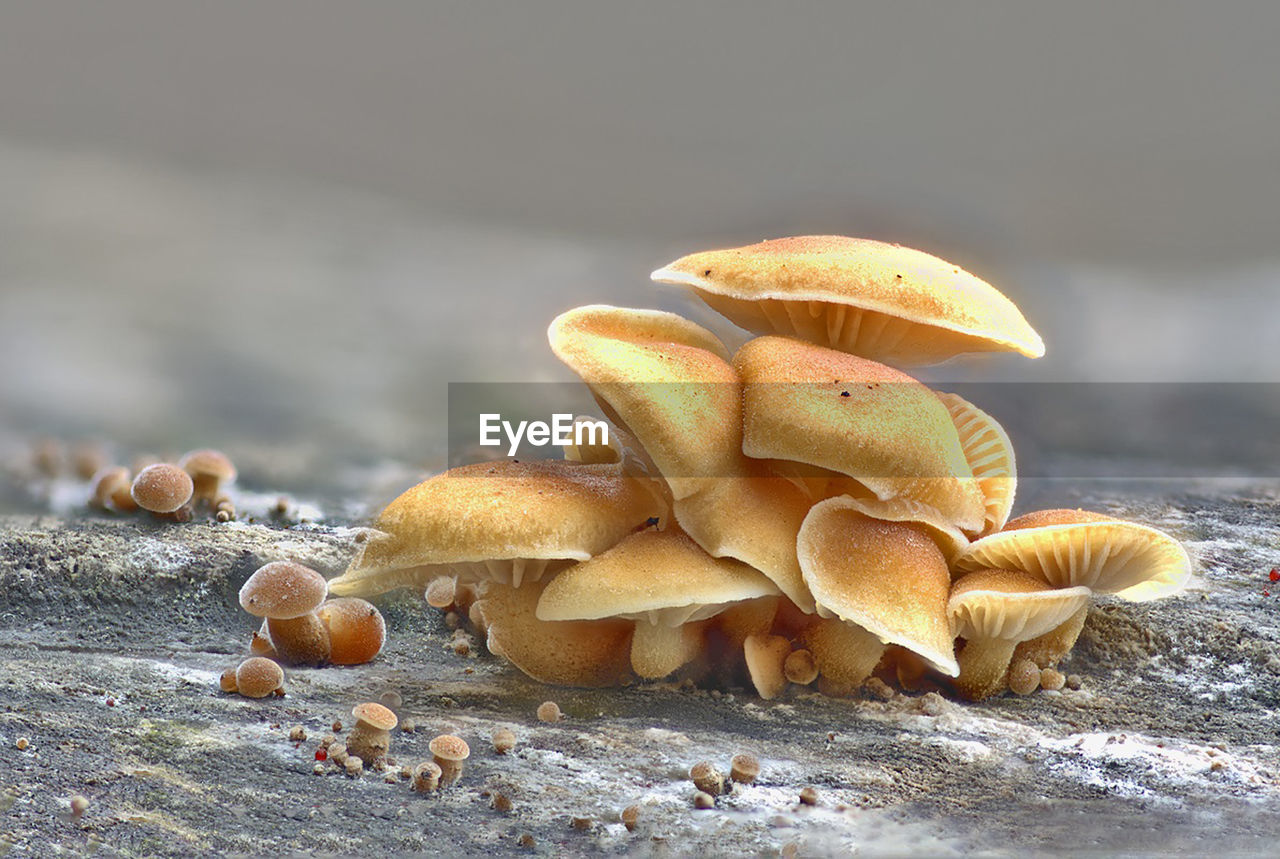 CLOSE-UP OF MUSHROOM ON FIELD