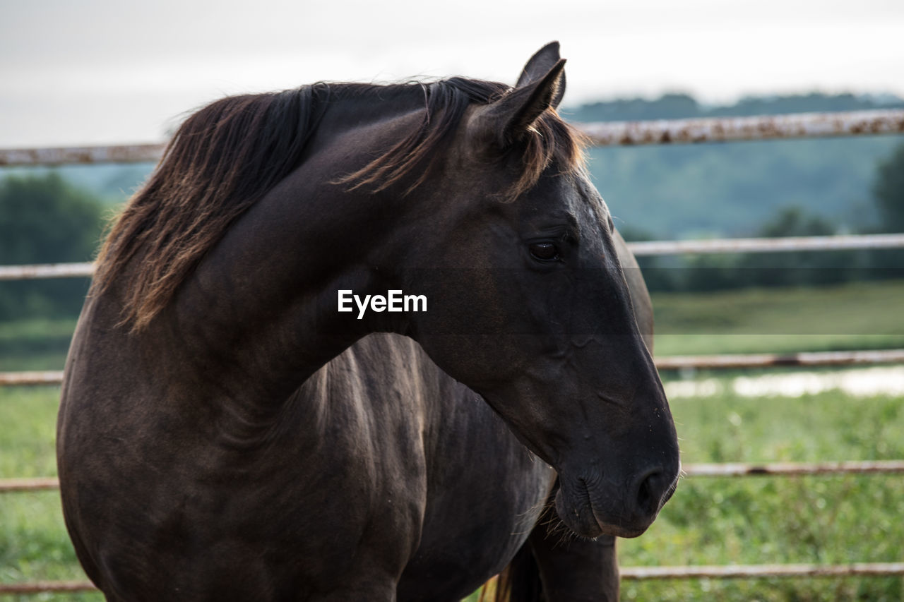 CLOSE-UP OF HORSE IN FIELD