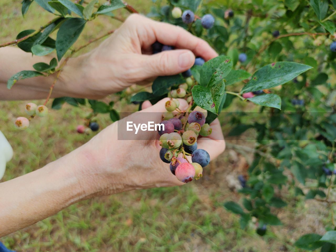 Blueberry picking