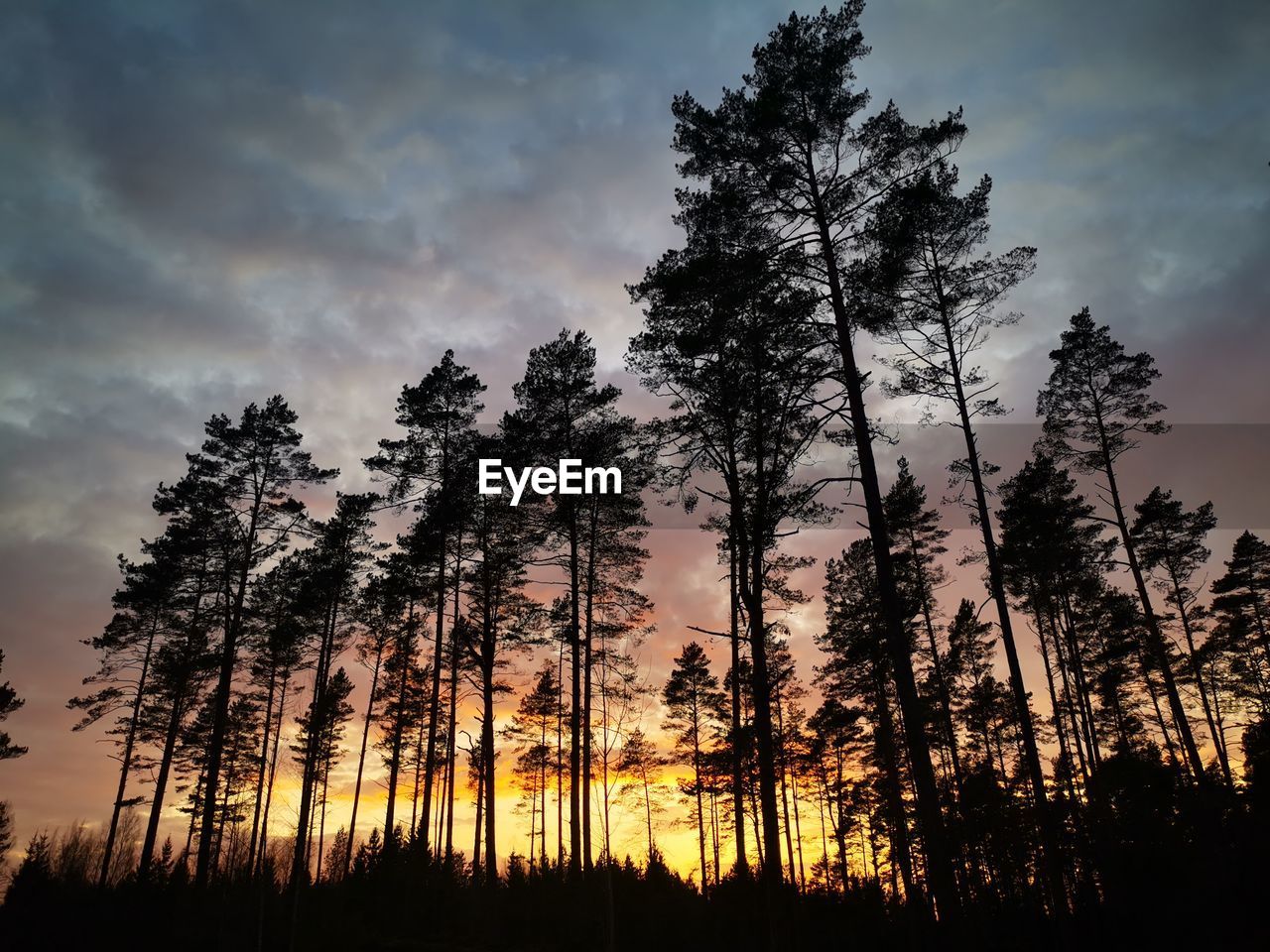 Low angle view of silhouette trees against sky during sunset