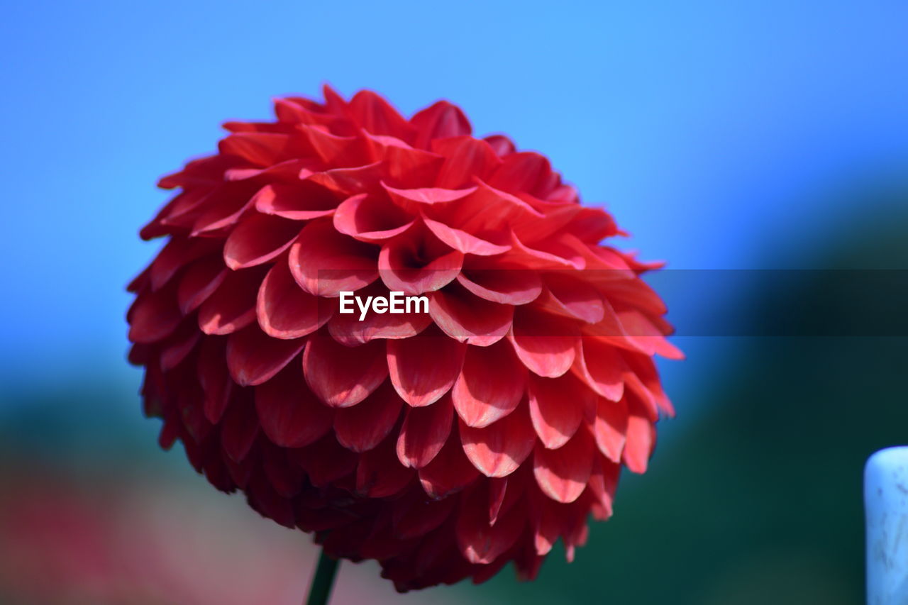 Close-up of red dahlia