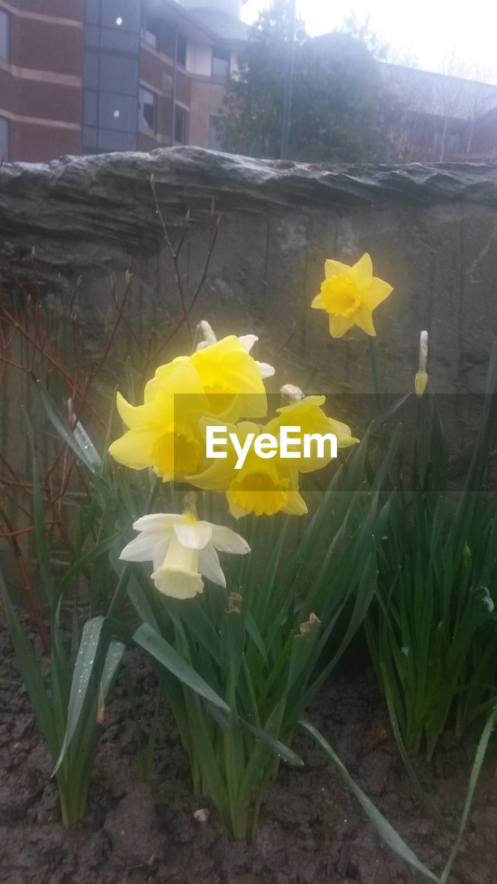 CLOSE-UP OF YELLOW FLOWERS BLOOMING