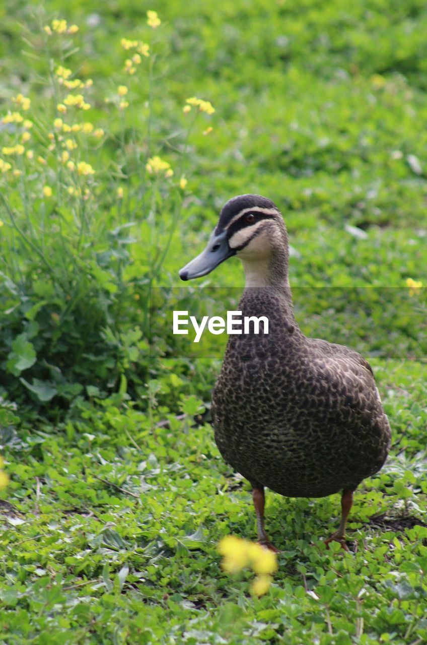 Duck on grassy field