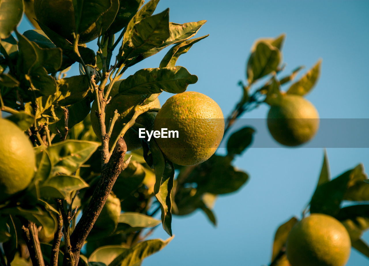 Wild lemons growing outdoors on tree