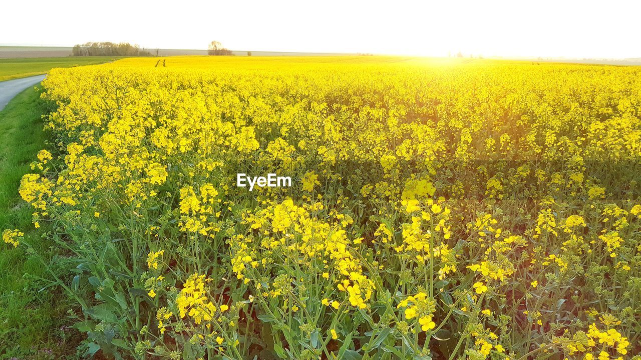 Sunflowers growing in field