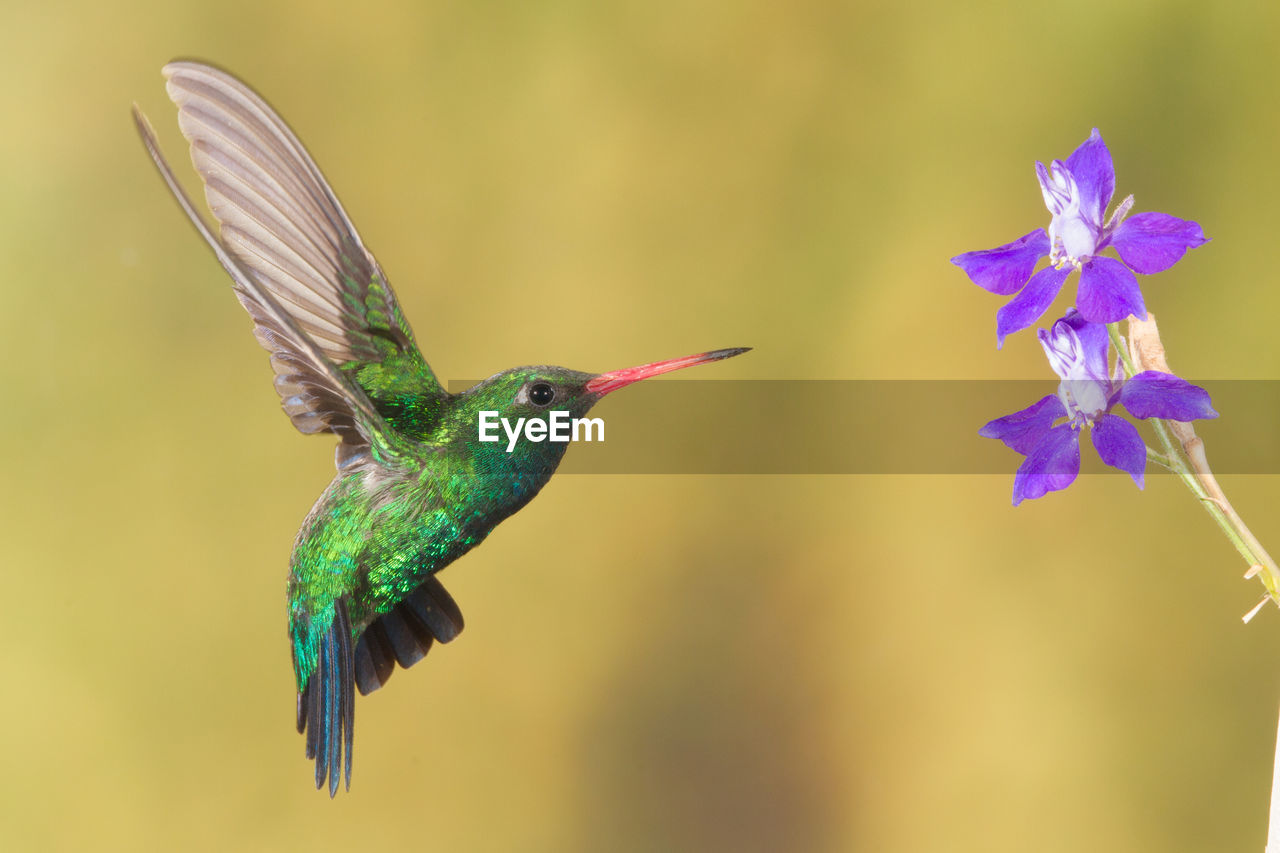 CLOSE-UP OF PEACOCK FLYING IN PURPLE FLOWER