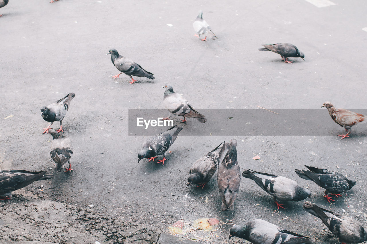 HIGH ANGLE VIEW OF PIGEONS ON A STREET