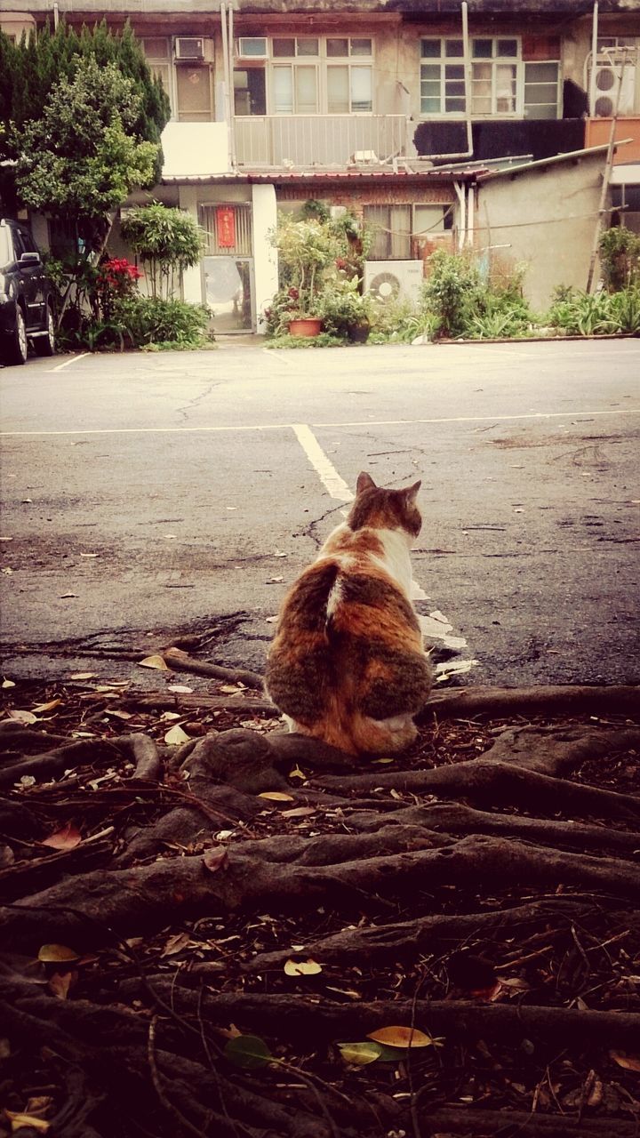 Cat sitting on road