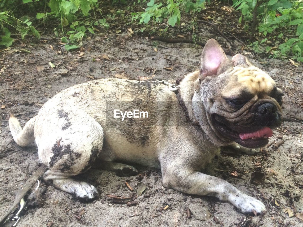 Close-up of dirty french bulldog sitting on sandy field with plants