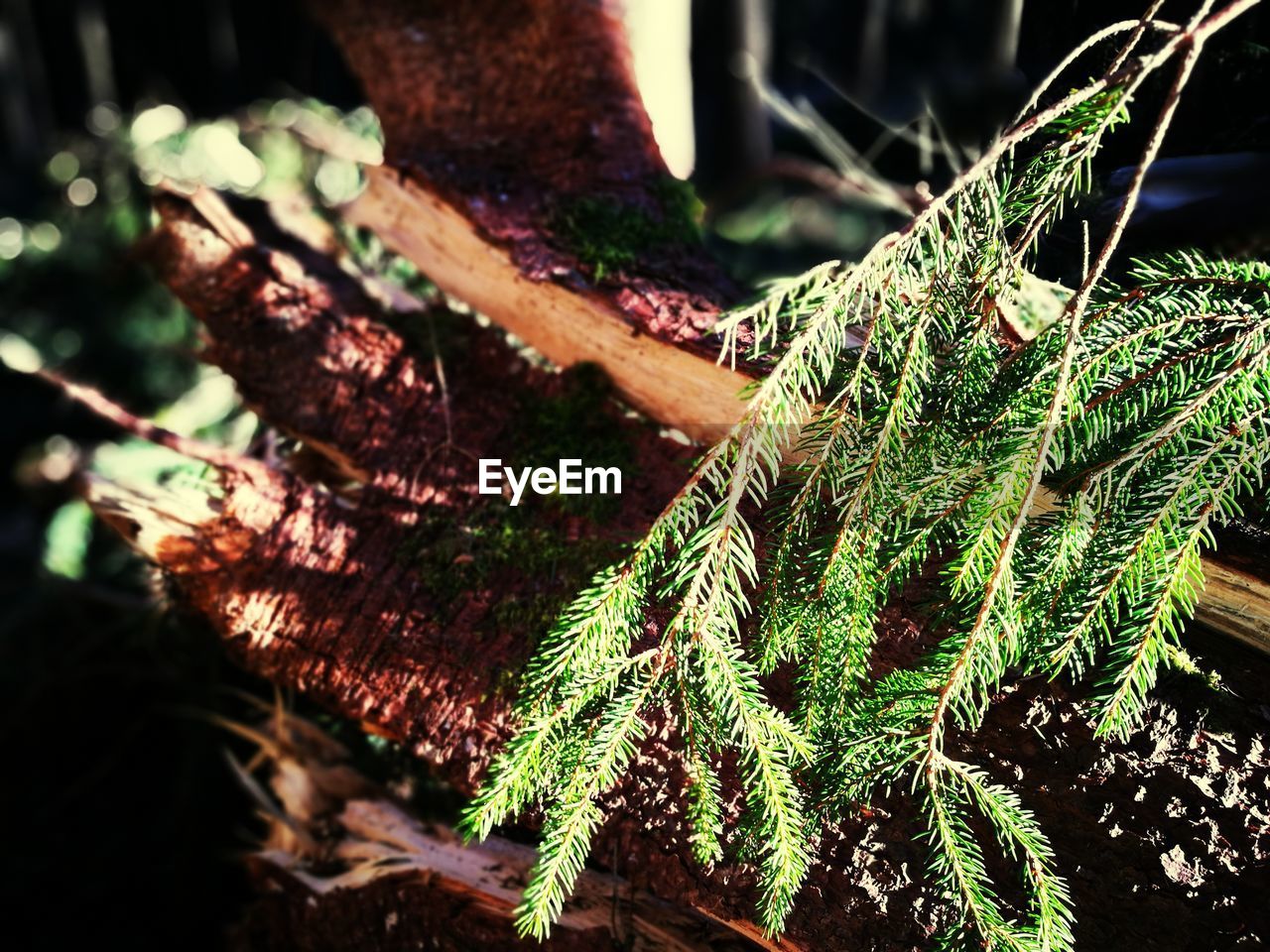 CLOSE-UP OF FERN AND TREE