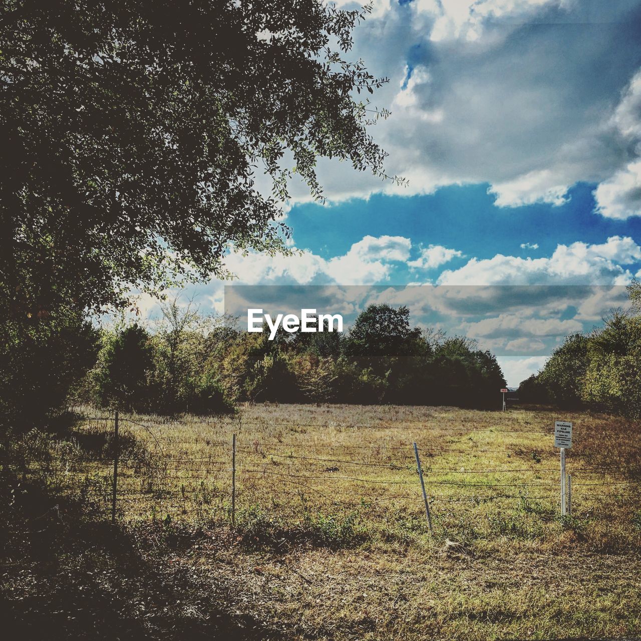 TREES ON COUNTRYSIDE LANDSCAPE