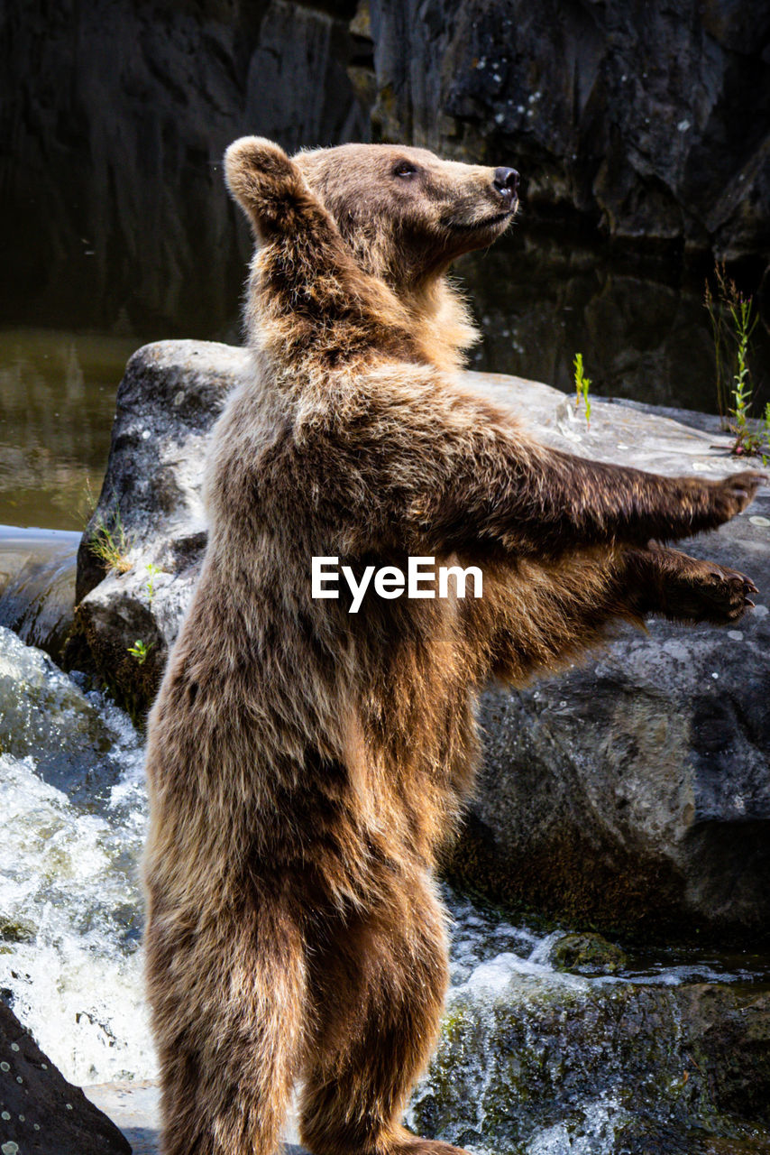 animal, animal themes, mammal, wildlife, one animal, brown bear, animal wildlife, rock, bear, zoo, nature, no people, water, grizzly bear, outdoors, river, day, standing, carnivore