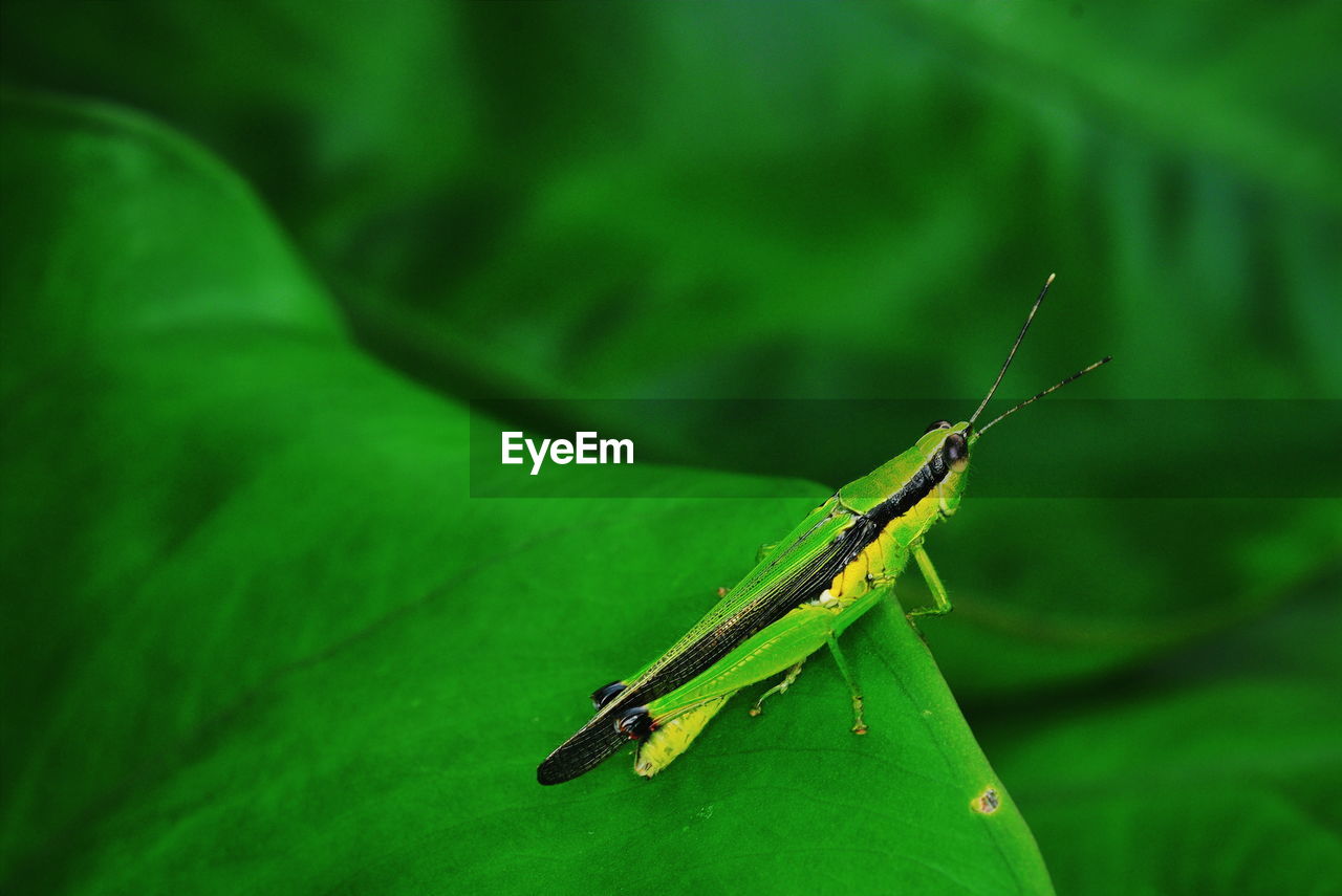 CLOSE-UP OF GRASSHOPPER
