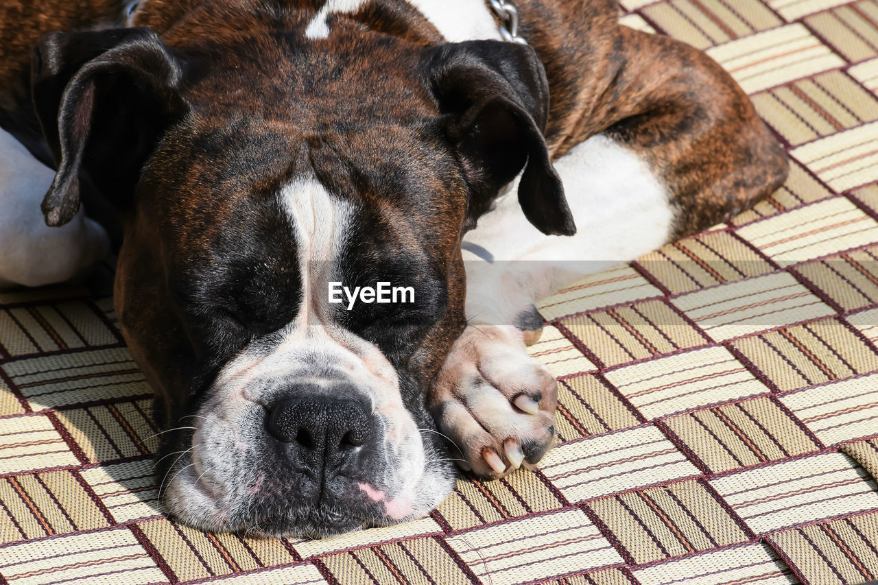 Close-up of dog