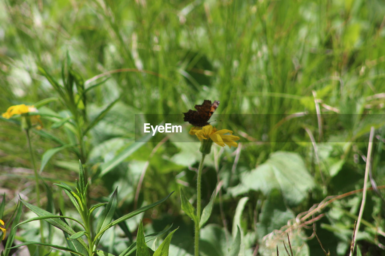 CLOSE-UP OF BUTTERFLY ON YELLOW FLOWER