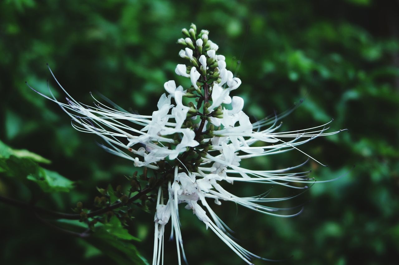 CLOSE-UP OF WHITE FLOWER