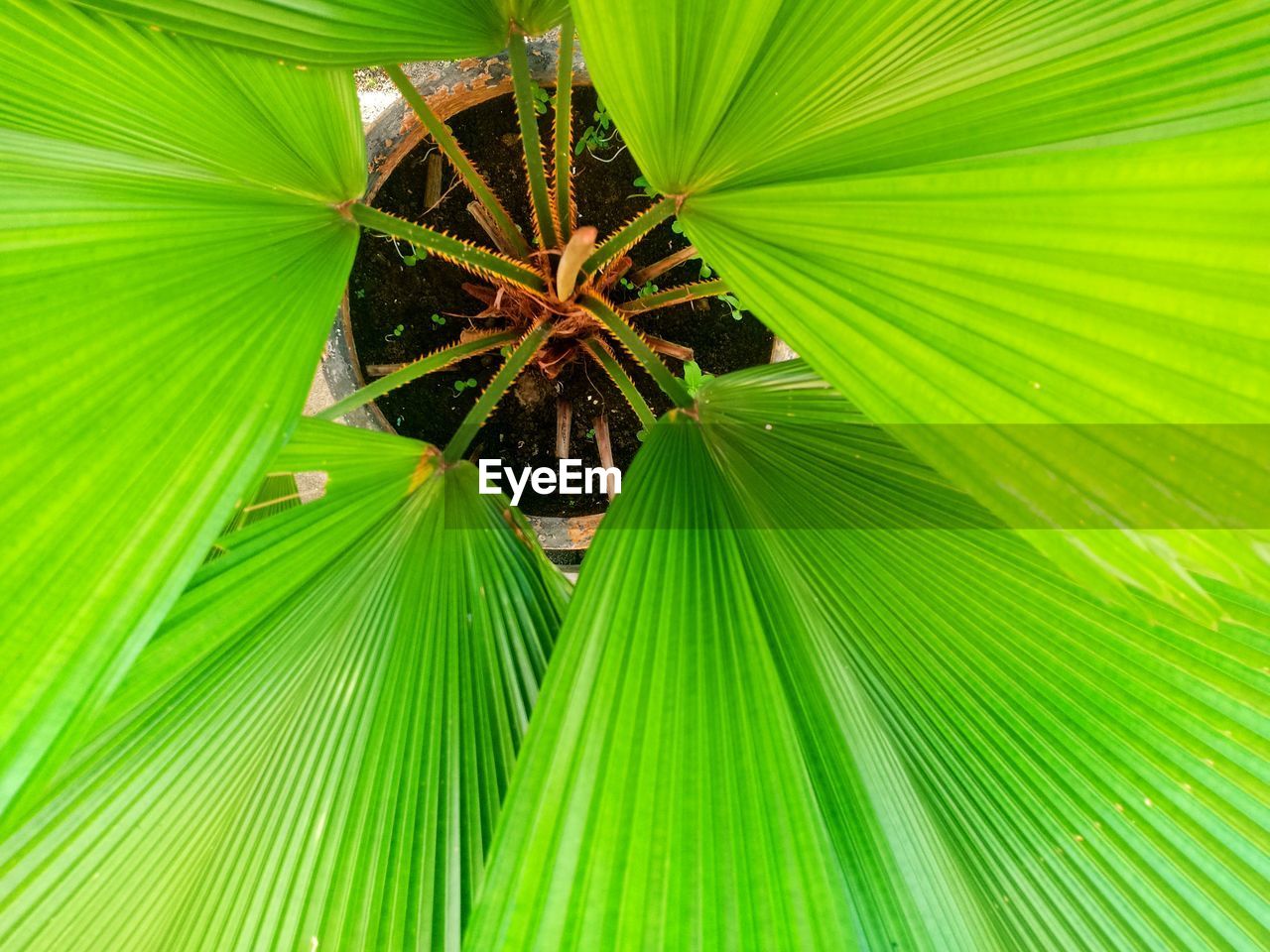 CLOSE-UP OF PALM TREE LEAVES