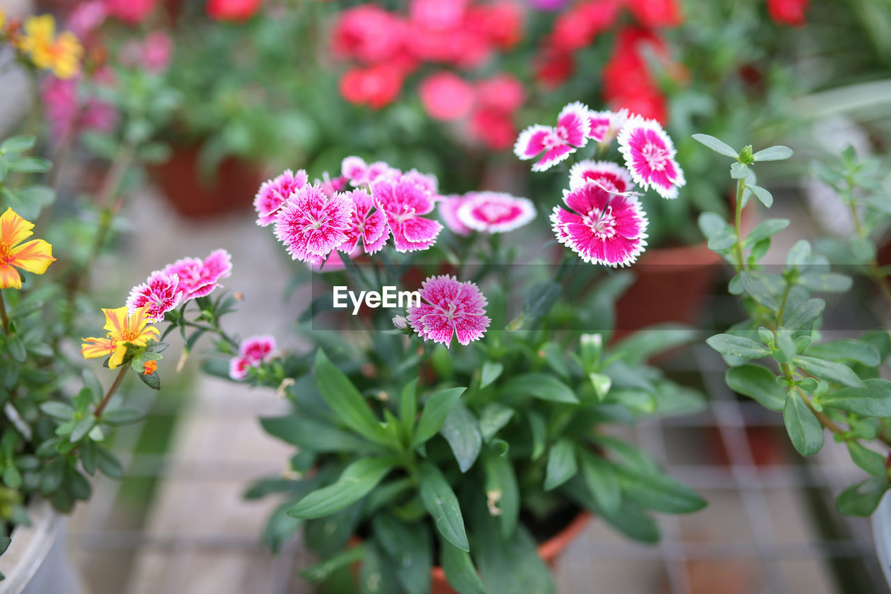 CLOSE-UP OF PINK FLOWER PLANT