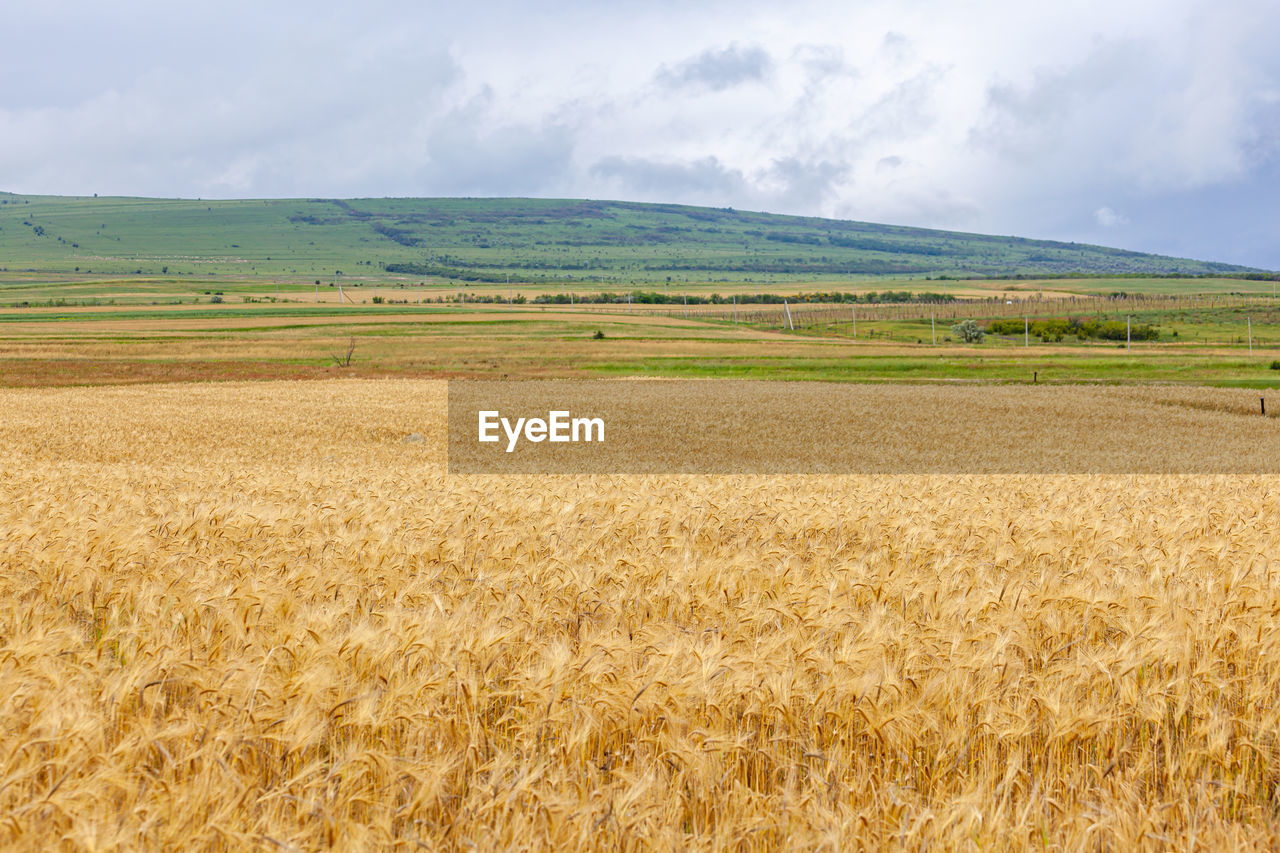 landscape, environment, land, agriculture, field, rural scene, plant, sky, crop, cereal plant, plain, scenics - nature, grassland, nature, food, cloud, beauty in nature, wheat, prairie, farm, food grain, barley, no people, tranquil scene, growth, tranquility, day, outdoors, soil, summer, rural area, non-urban scene, horizon, gold, horizon over land, food and drink, grass, mountain, idyllic, steppe