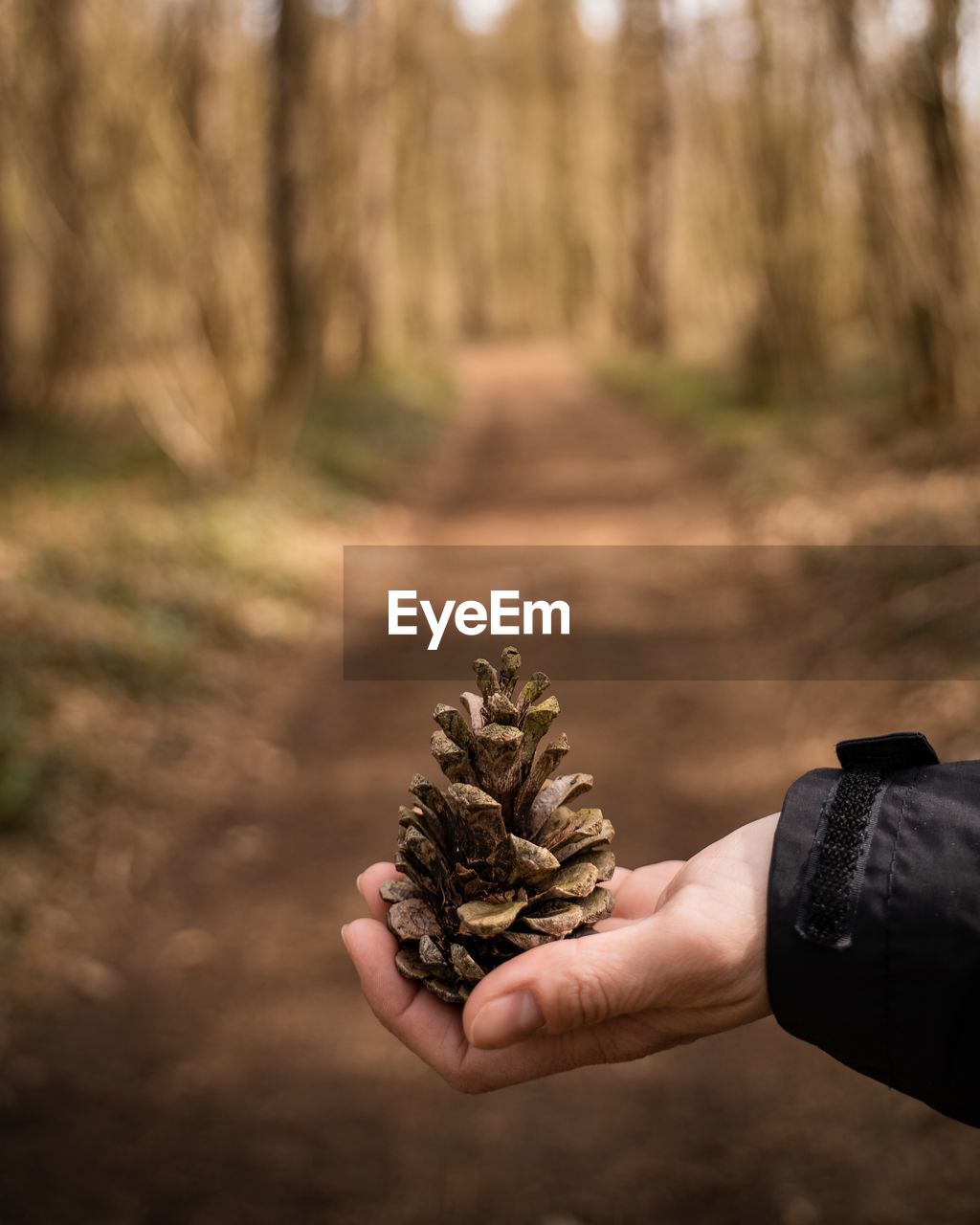 Cropped hand holding pine cone in forest