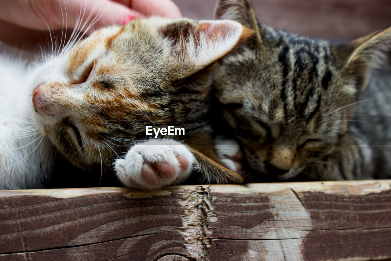 CLOSE-UP OF KITTEN SLEEPING ON FLOOR