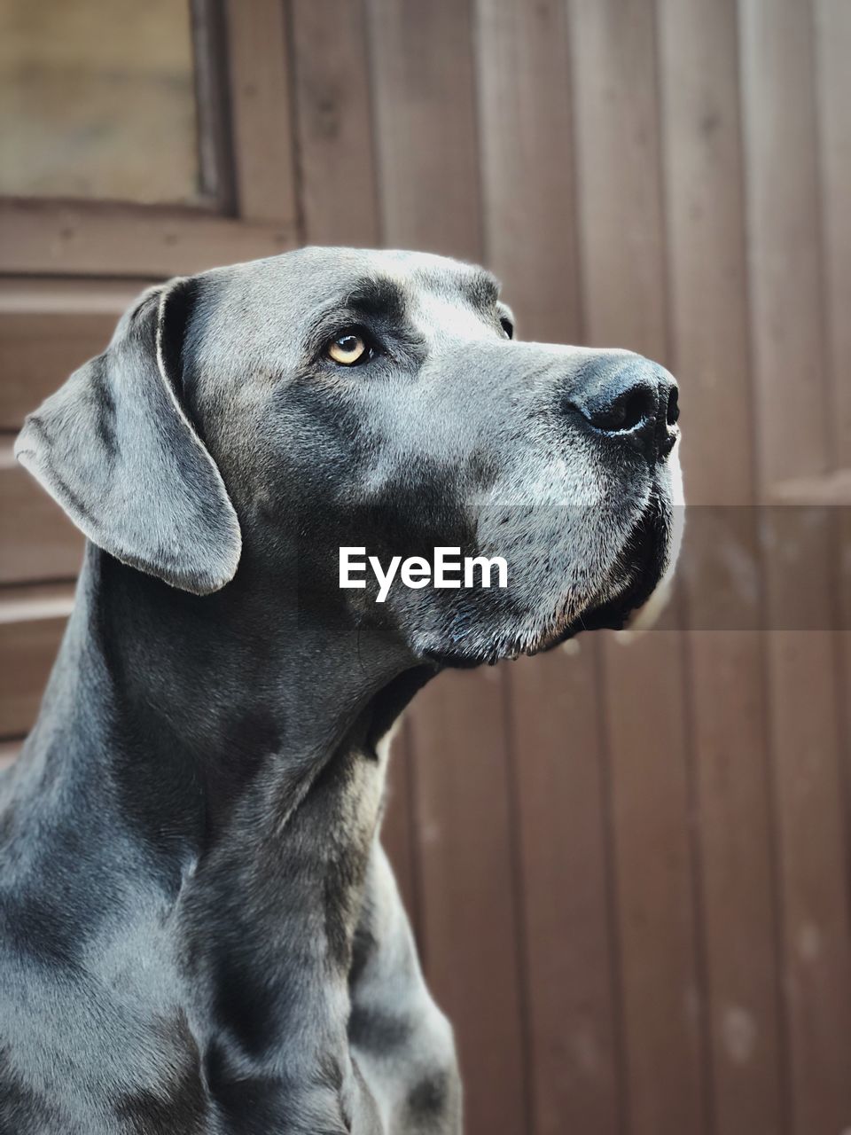 Close-up of a dog great dane looking away