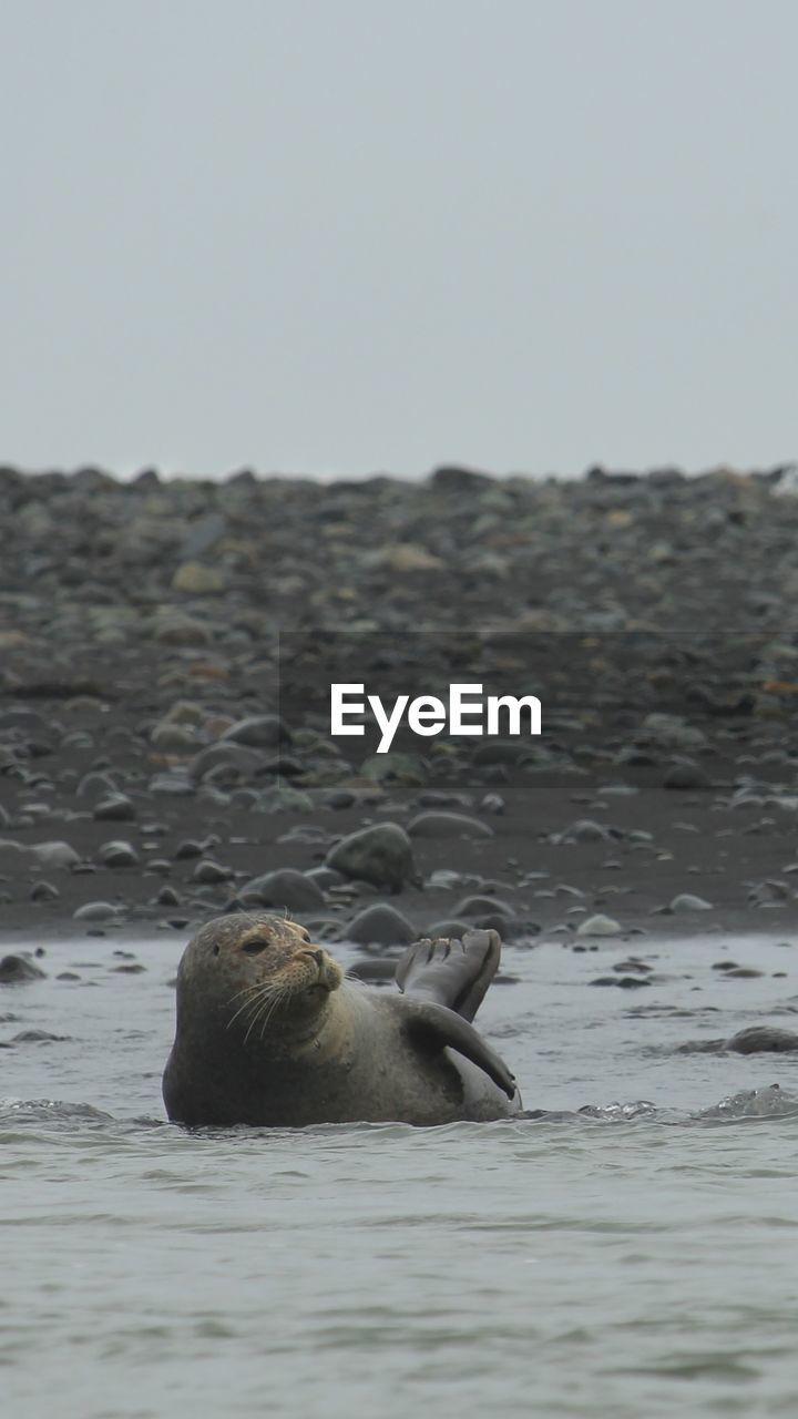 View of a seal lying at the beach