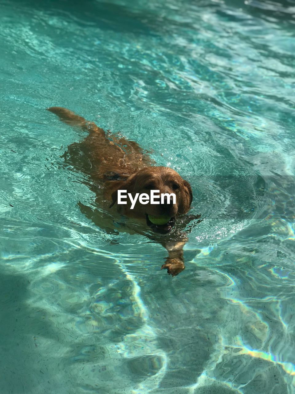 Dog swimming in pool